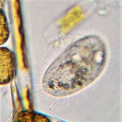 Pleuronema