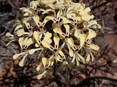 Pelargonium moniliforme