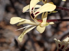Pelargonium moniliforme