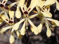Pelargonium moniliforme