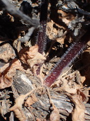 Pelargonium moniliforme