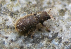Kissophagus vicinus