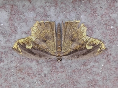 Pareumelea eugeniata