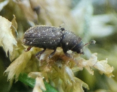 Kissophagus vicinus