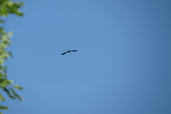 Rostrhamus sociabilis