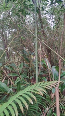Phyllostachys makinoi