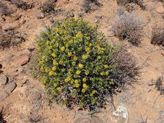 Berkheya spinosa