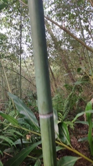 Phyllostachys makinoi