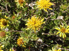 Berkheya spinosa