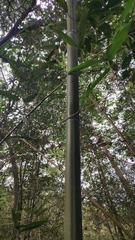 Phyllostachys makinoi