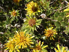 Berkheya spinosa