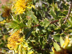 Berkheya spinosa