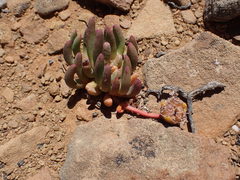 Cephalophyllum curtophyllum