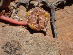 Cephalophyllum curtophyllum