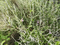 Mirandea huastecensis