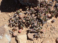 Cephalophyllum curtophyllum