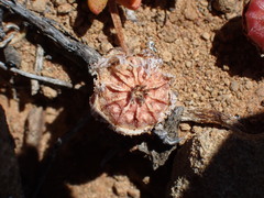 Cephalophyllum curtophyllum