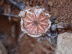Cephalophyllum curtophyllum