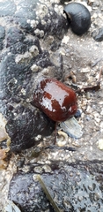 Actinia equina