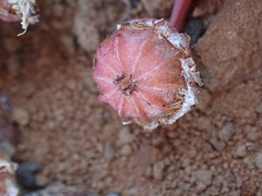 Cephalophyllum curtophyllum