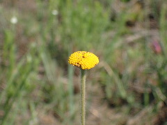 Schistostephium griseum