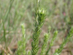 Schistostephium griseum