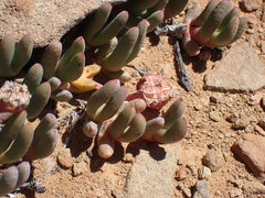 Cephalophyllum curtophyllum