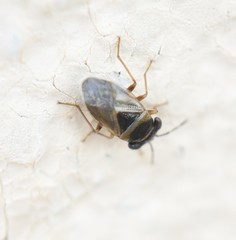 Geocoris megacephalus