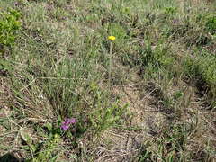 Schistostephium griseum