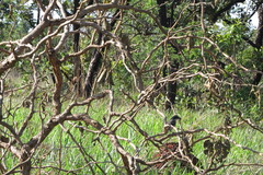 Neothraupis fasciata