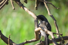 Neothraupis fasciata