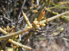 Lacomucinaea lineata