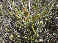 Lacomucinaea lineata