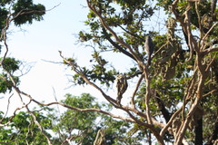 Neothraupis fasciata