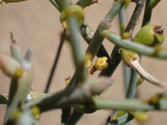 Lacomucinaea lineata