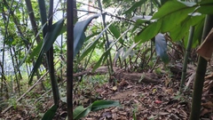 Phyllostachys makinoi