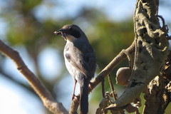 Neothraupis fasciata