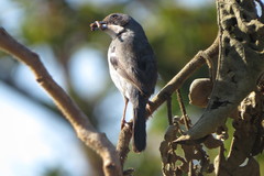 Neothraupis fasciata