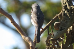 Neothraupis fasciata