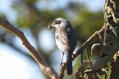 Neothraupis fasciata