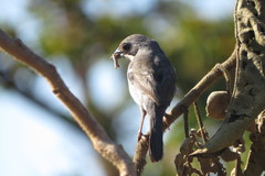 Neothraupis fasciata