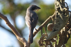 Neothraupis fasciata