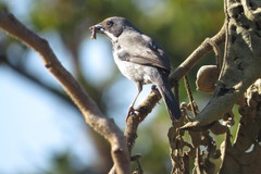 Neothraupis fasciata