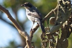 Neothraupis fasciata