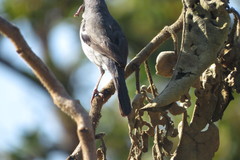 Neothraupis fasciata