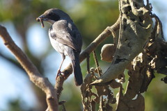Neothraupis fasciata