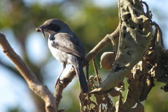 Neothraupis fasciata