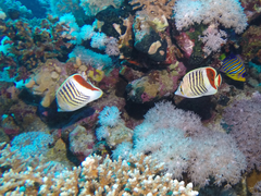 Chaetodon paucifasciatus
