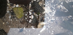 Carcinus maenas