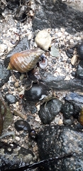 Carcinus maenas